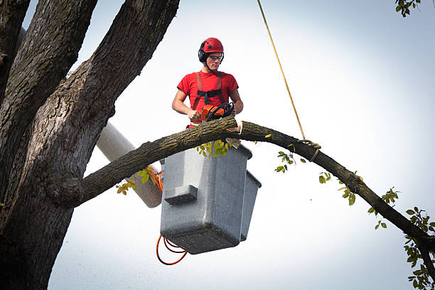 Best Best Tree Removal Services  in Glenwood, GA